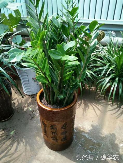 金錢樹 換盆|【室內植物換盆指南】金錢樹怎麼換盆？掌握技巧確保植物健康生。